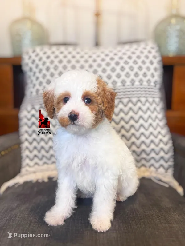 Pongo, Red Parti Mini Poodle Boy ~ Pet, a male Poodle - Miniature  for sale in Rigby, ID – Photo 1 of 3