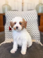 Pongo, Red Parti Mini Poodle Boy ~ Pet, a male Poodle - Miniature  for sale in Rigby, ID – Photo 1 of 3