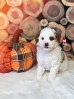 Paprika, Dark Red Parti Large Mini Poodle Girl ~ Pet, a female Poodle - Miniature  for sale in Rigby, ID – 2 of 3