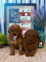 🍾Bramble, Red Toy Poodle Boy ~ Pet, a male Poodle - Toy  for sale in Rigby, ID – 3 of 3