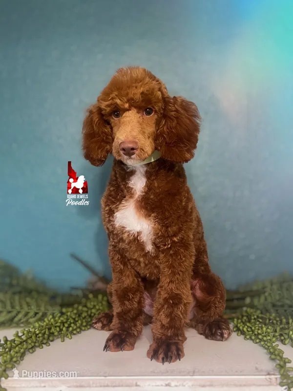 Tommy 💚🪄Red & Brown Phantom Small Moyen – Poodle - Standard  puppy for sale in Rigby, ID