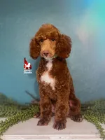 Tommy 💚🪄Red Small Moyen, a male Poodle - Standard  for sale in Rigby, ID – 5 of 10