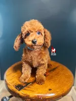 🎄Buddy, Red Toy, a male Poodle - Toy  for sale in Rigby, ID – Photo 1 of 6