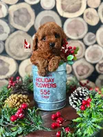 🎄Buddy, Red Toy, a male Poodle - Toy  for sale in Rigby, ID – Photo 5 of 6