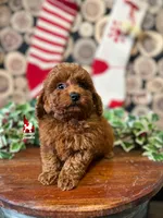 🎄Buddy, Red Toy, a male Poodle - Toy  for sale in Rigby, ID – Photo 4 of 6