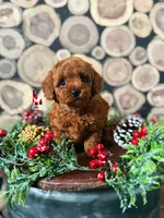 🎄Buddy, Red Toy, a male Poodle - Toy  for sale in Rigby, ID – Photo 6 of 6