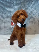 Graham, Red Small Mini Poodle Boy ~ Breeder or Pet, a male Poodle - Miniature  for sale in Rigby, ID – 2 of 10