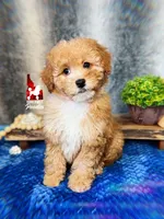 🌊Cascade, Red/Apricot w/ White Mini Poodle Girl ~ Pet, a female Poodle - Miniature  for sale in Rigby, ID – 2 of 4