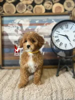 processed/02261829-ff27-45a8-8bad-1270edb4aa56/listing/2236a94d-4e2b-4dcf-a14f-39b0a750dd49/3f595e6c-4343-4569-af77-13ff20b8d836