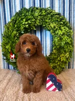 💯Ava, Red Mini Poodle Girl ~ Breeder or Pet, a female Poodle - Miniature  for sale in Rigby, ID – 5 of 9