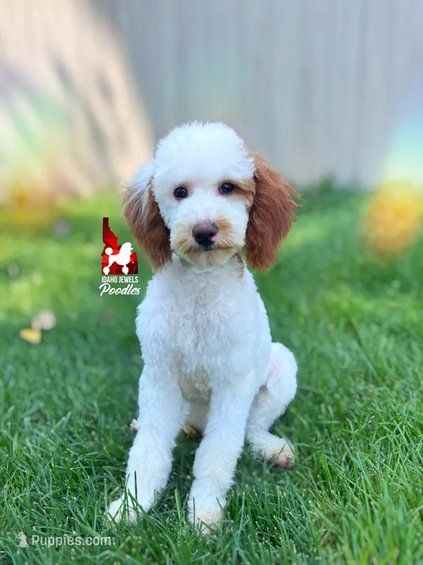 Nala, CLEAR Red Parti Mini Poodle Girl ~ Breeder or Pet – Poodle - Miniature  puppy for sale in Rigby, ID
