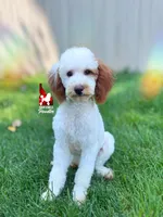 Nala, CLEAR Red Parti Mini Poodle Girl ~ Breeder or Pet, a female Poodle - Miniature  for sale in Rigby, ID – 1 of 10