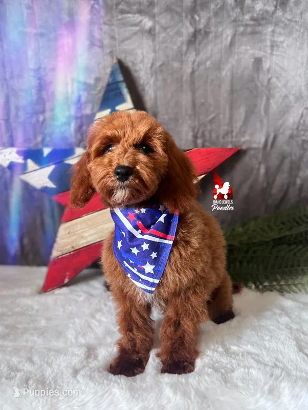 Hudson the Red w/ White Mini Poodle ~ Breeder or Pet – Poodle - Miniature  puppy for sale in Rigby, ID