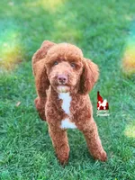 Tommy 💚🪄Red Small Moyen, a male Poodle - Standard  for sale in Rigby, ID – 2 of 10