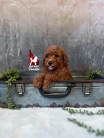 Ava, Red Mini Poodle Girl ~ Breeder or Pet, a female Poodle - Miniature  for sale in Rigby, ID – 3 of 4