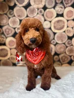 💯Audrey, Red Large Mini / Small Moyen Poodle Girl ~ Pet, a female Poodle - Miniature  for sale in Rigby, ID – 3 of 10