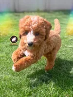 🪨Flint the Ruby Red w/ White F1B Cavapoo, a male Cavapoo and Poodle - Miniature  for sale in Rigby, ID – 2 of 10