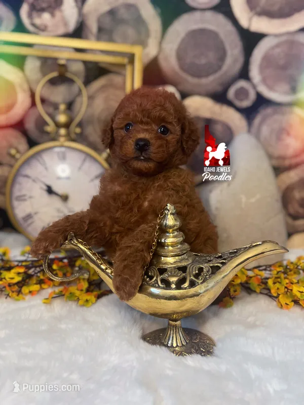 Aladdin, Red Large Toy Poodle Boy ~ Pet – Poodle - Toy  puppy for sale in Rigby, ID