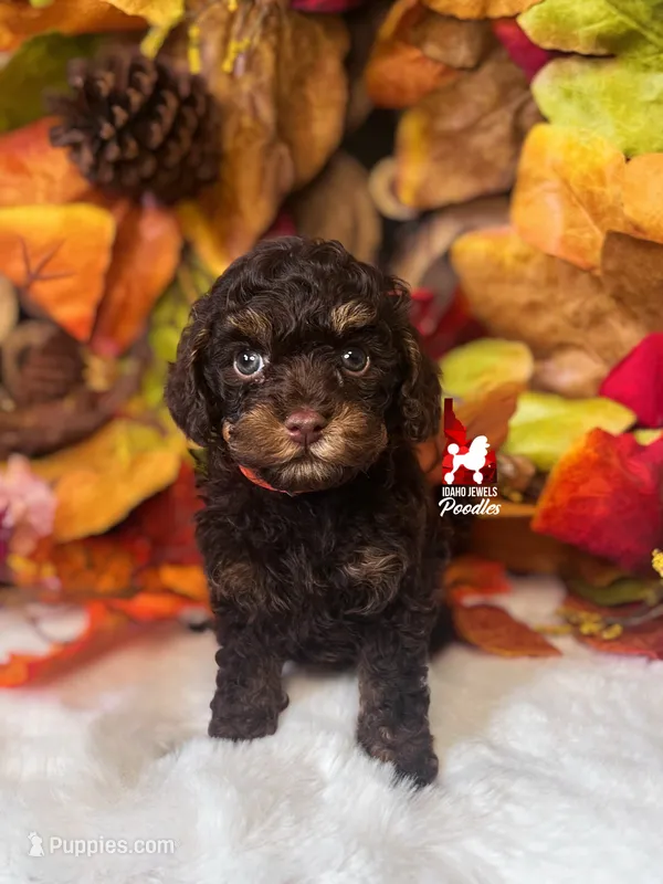 Kisses, Brown Toy Poodle Girl ~ Pet, a  Poodle - Toy  for sale in Rigby, ID – 1 of 2