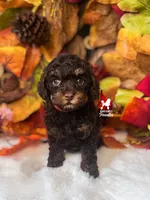 Kisses, Brown Toy Poodle Girl ~ Pet, a  Poodle - Toy  for sale in Rigby, ID – 1 of 2