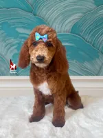 Sydney, Red w/ White Markings Mini Poodle Girl ~ Pet, a female Poodle - Miniature  for sale in Rigby, ID – 1 of 6