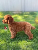 ❤️Mario the Dark Red Mini Poodle Boy ~Breeder or Pet, a male Poodle - Miniature  for sale in Rigby, ID – 3 of 9