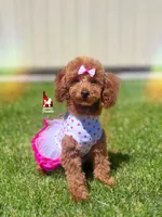 Mist, Red Toy Poodle Girl ~ Pet, a female Poodle - Toy  for sale in Rigby, ID – 2 of 9