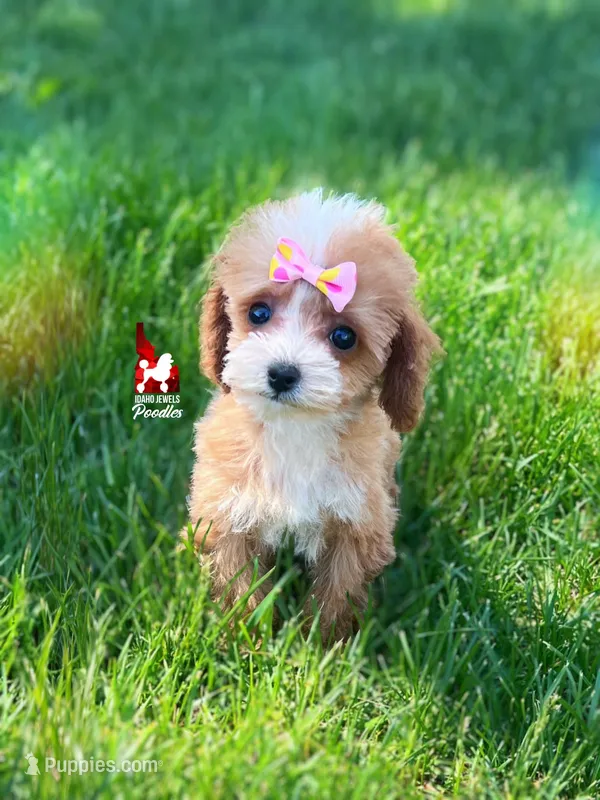 Peach, Red ❤️  CuTeST ✨️ "Teacup" Toy Poodle Girl – Poodle - Toy  puppy for sale in Rigby, ID