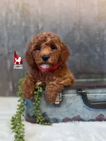 Audrey, Red Mini Poodle Girl ~ Pet, a female Poodle - Miniature  for sale in Rigby, ID – 3 of 4