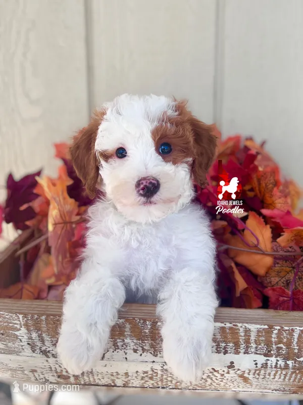 Curry, Dark Red Parti Small Moyen Poodle Boy ~ Breeder or Pet – Poodle - Miniature  puppy for sale in Rigby, ID