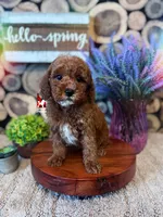 Hudson, Red w/ White Mini Poodle ~ Breeder or Pet, a male Poodle - Miniature  for sale in Rigby, ID – Photo 1 of 3