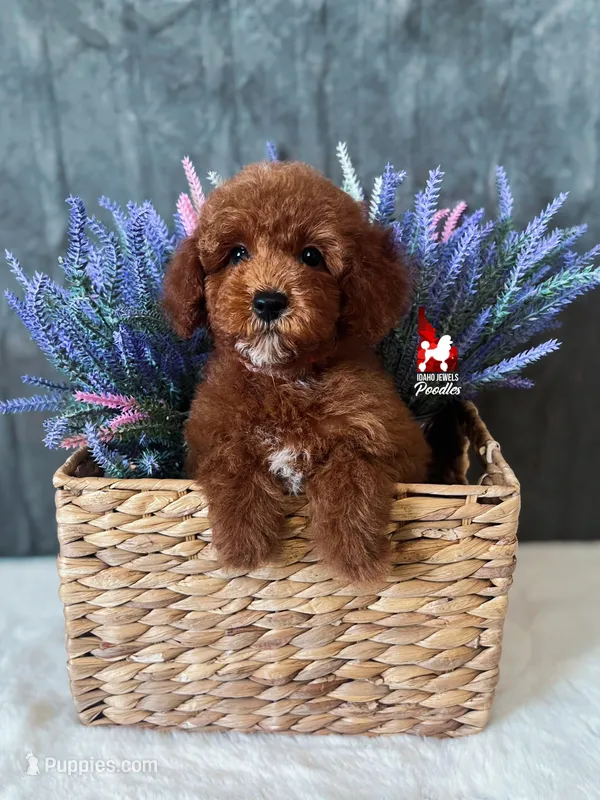 Hudson the Red w/ White Mini Poodle ~ Breeder or Pet – Poodle - Miniature  puppy for sale in Rigby, ID
