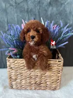 Hudson the Red w/ White Mini Poodle ~ Breeder or Pet, a male Poodle - Miniature  for sale in Rigby, ID – Photo 1 of 3