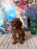 Hudson, Red w/ White Mini Poodle ~ Breeder or Pet, a male Poodle - Miniature  for sale in Rigby, ID – Photo 1 of 2
