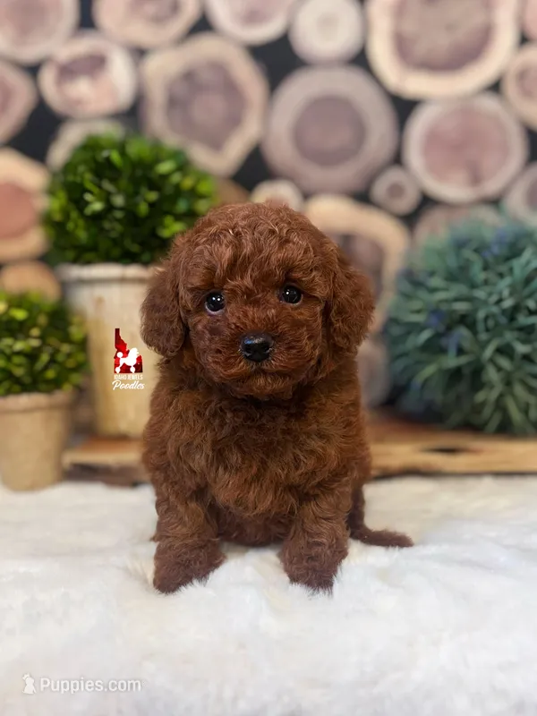 Oak, Dark Red Mini Poodle Boy ~ Breeder or Pet – Poodle - Miniature  puppy for sale in Rigby, ID