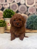 Oak, Dark Red Mini Poodle Boy ~ Breeder or Pet, a male Poodle - Miniature  for sale in Rigby, ID – 1 of 1