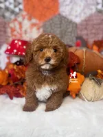Rolo, Red w/ White Mini Poodle Boy ~ Breeder or Pet, a male Poodle - Miniature  for sale in Rigby, ID – 1 of 3