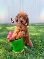 ❤️Mario the Dark Red Mini Poodle Boy ~Breeder or Pet, a male Poodle - Miniature  for sale in Rigby, ID – 2 of 9