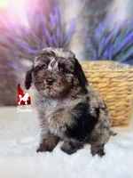 Grayson, Blue Merle Phantom Mini Poodle Boy ~Breeder or Pet, a male Poodle - Miniature  for sale in Rigby, ID – 2 of 6