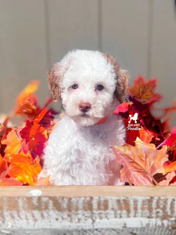 Nutmeg, Red Parti Large Mini Poodle Girl ~ Pet – Poodle - Miniature  puppy for sale in Rigby, ID