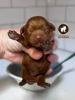 Captain, Red F1 Cavapoo Boy ~ Pet, a male Cavalier King Charles Spaniel and Poodle - Miniature  for sale in Rigby, ID – 6 of 7