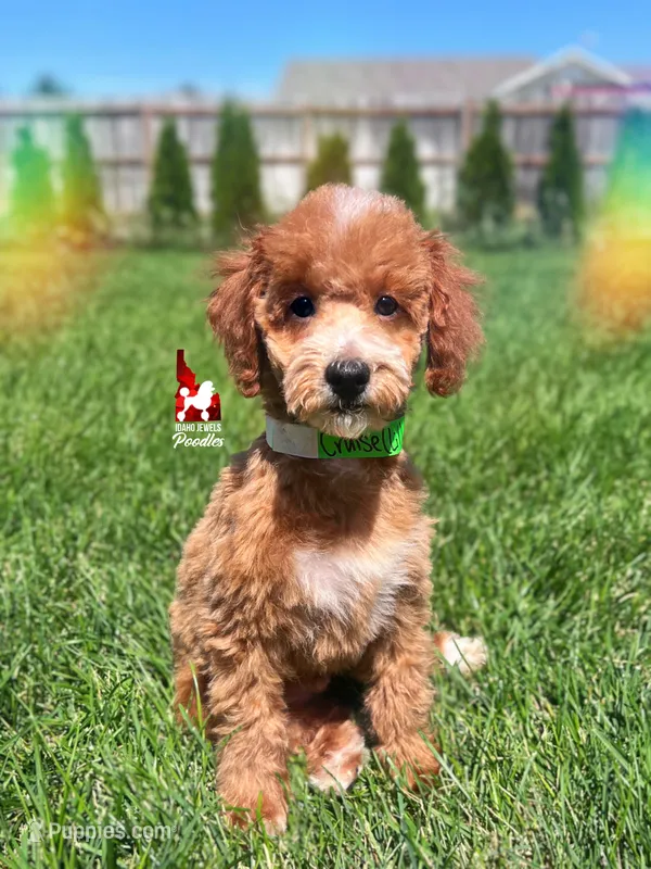 ⚓Cruise, Red w/ White Mini Poodle Boy ~ Pet – Poodle - Miniature  puppy for sale in Rigby, ID
