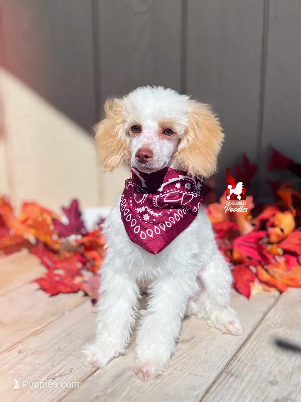 Jayden, Apricot Parti Mini Poodle Boy ~Pet – Poodle - Miniature  puppy for sale in Rigby, ID