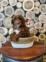 Tommy 💚🪄, a male Poodle - Miniature  for sale in Rigby, ID – Photo 1 of 2