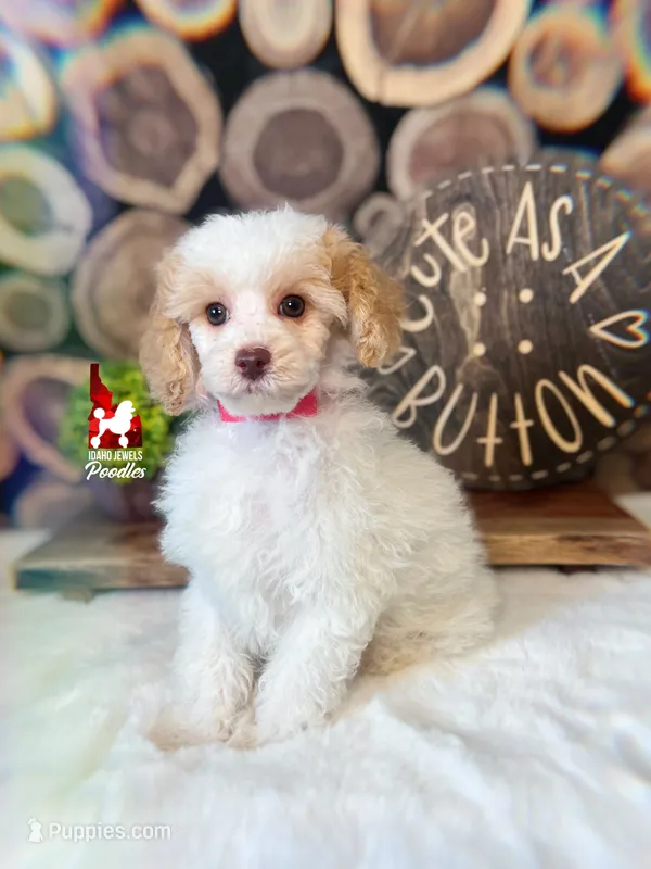 Jayden, Red/Apricot (Hidden Tricolor) Mini Poodle Boy ~ Breeder or Pet – Poodle - Miniature  puppy for sale in Rigby, ID