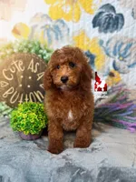 💯Audrey, Red Mini Poodle Girl ~ Pet, a female Poodle - Miniature  for sale in Rigby, ID – 2 of 9