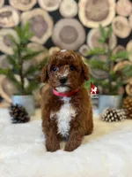 Copper 💎🐩, a male Poodle - Miniature  for sale in Rigby, ID – Photo 4 of 4