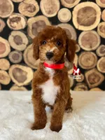 Copper 💎🐩, a male Poodle - Miniature  for sale in Rigby, ID – Photo 1 of 4