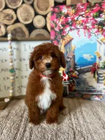 Copper 💎🐩, a male Poodle - Miniature  for sale in Rigby, ID – Photo 2 of 4