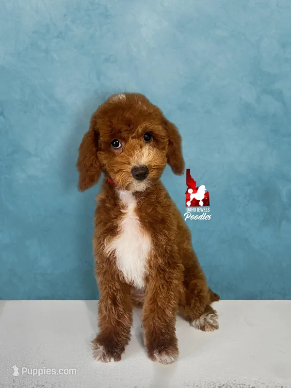 Copper 💎🐩 – Poodle - Miniature  puppy for sale in Rigby, ID